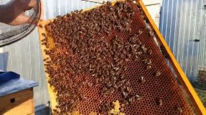 🔴Пчеломатка не сеет или отсутствует. Решение проблемы.