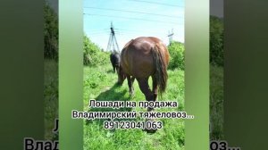 Продажа Владимирский тяжеловоз...