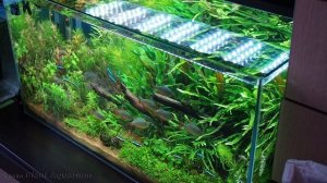 Грунт Aqua Soil   Malaya для растительного аквариума