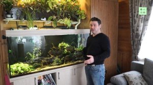 Уару клинопятнистая. Рассказ владельца.