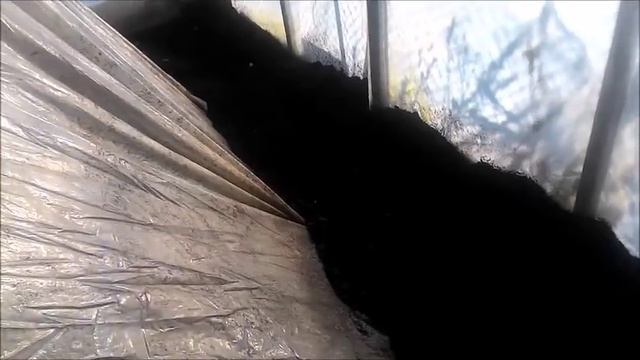 Редис 24 января. Виенна и Селеста смотреть онлайн