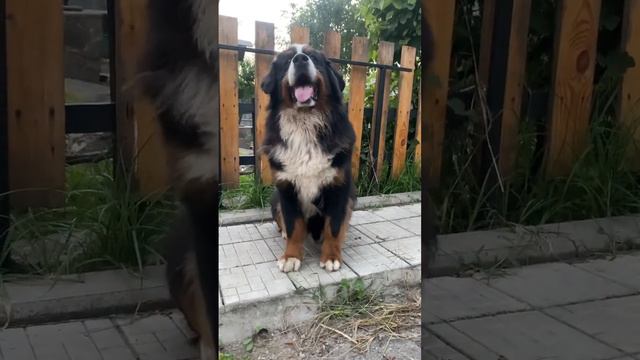 Бернский зенненхунд Джастин | Bär Vom Matterhorn | #bernersennenhund bernese Mountain Dog смотреть онлайн