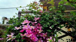 Клематис Гиренас🌺