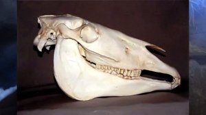 Сильная ТРАВМА ВЫМЕНИ у коровы // что делать если врача нет.