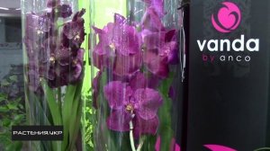 Дикая орхидея / Орхидея Ванда / как ухаживать за орхидеей?
