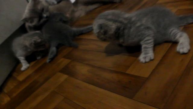 Шотландские вислоухие котята.Масины детки