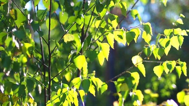 Первые пробы видео на Olympus PL9 смотреть онлайн