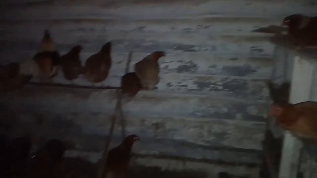 Где куры спят ночью смотреть онлайн