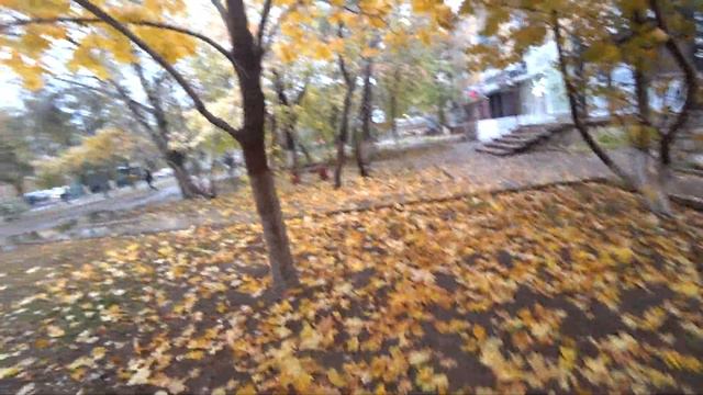 В Караганде первый снег на настоящий клён у дома № 63 проспекта Бухар-Жырау (версия 4К)