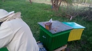 ЗЛЫЕ ПЧЕЛЫ, еще и злим/ПЧЕЛОВОДСТВО ДЛЯ НАЧИНАЮЩИХ/исправляем очень злую семью