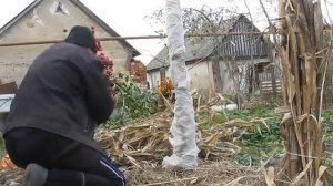 Укрытие колоновидного персика на зиму