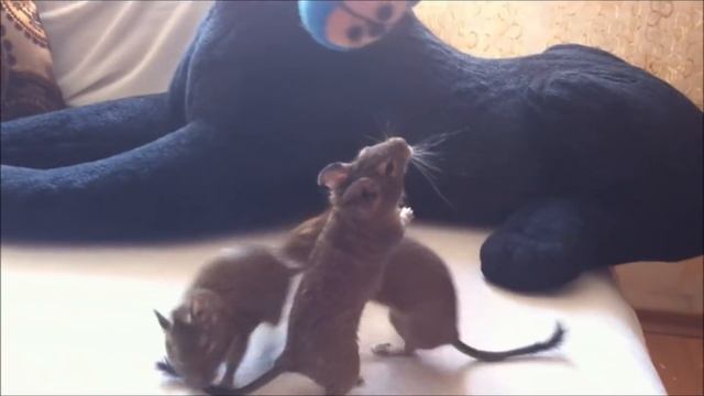 Дегу и мышь смотреть онлайн