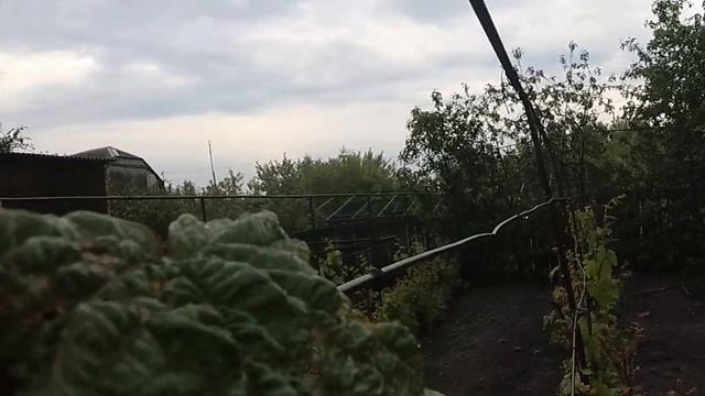 ВИНОГРАД-Заболевание антракноз-меры борьбы