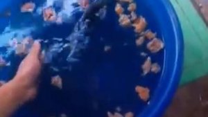 ПРАВДА!!!Легендарный карась.Пролежал в холодильнике 3 дня без воды, при +4 С и выжил