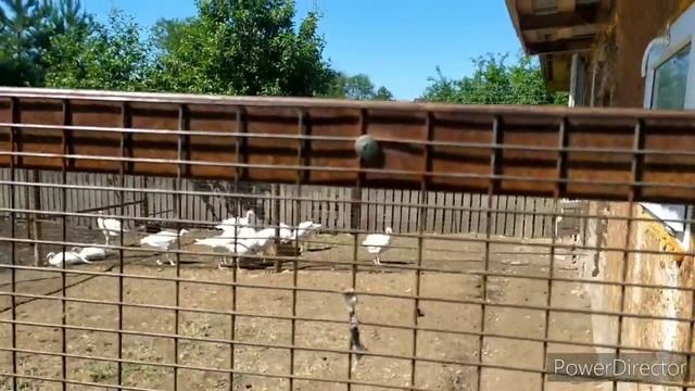 КУРЫ ИЛИ ЦЫПЛЯТА? смотреть онлайн