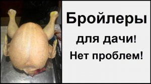 Выращивание бройлеров на даче