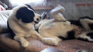 Алабаи дома/сколько надо места Алабаю для игр?/ Alabai at home /