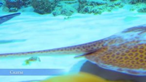 Опасный Шарм Эль Шейх  Кого стоит бояться в Красном море