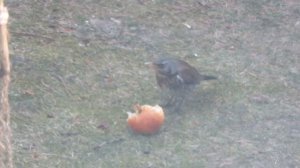 De late winter brengt kramsvogels naar de tuinen in Westenholte, 2 maart 2018