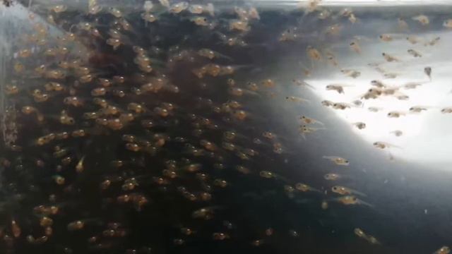 Стайка малька тернеции (Музыка) смотреть онлайн