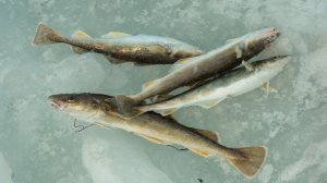 Блесны огонь! Ловлю на Канале, варю 해물탕 и жарю навагу. 10.01.2024 Владивосток, зимняя рыбалка