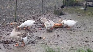 Плани на гусей