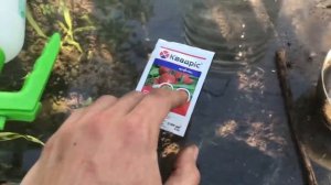 Первые Помидоры! /Обработал Квадрисом (27.07.22)