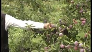 Отзыв о сортах слив