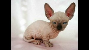 ТОП 10 САМЫХ ДОРОГИХ КОШЕК В МИРЕ