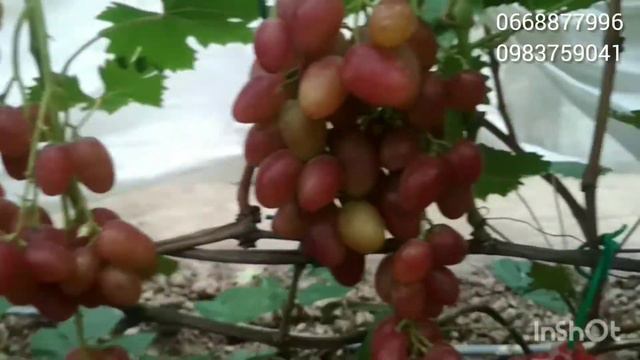 Соперник-новинка на нашем винограднике смотреть онлайн