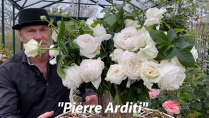 Pierre Arditi Rose