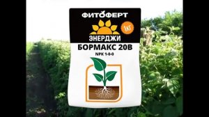 Программа подкормки ежевики и малины