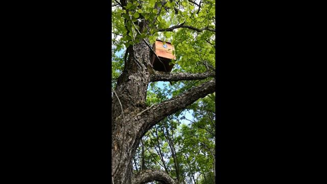 Прогулка с сыном, проверяем ловушку для пчел смотреть онлайн