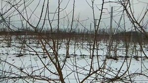 САД НА КАРЛИКОВОМ,КЛОНОВОМ ПОДВОЕ 62-396, НИЗКОРОСЛЫЙ ЯБЛОНЕВЫЙ САД НА ШПАЛЕРЕ.