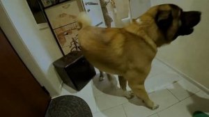 Как встречает собака. Американская акита .