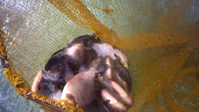 Горбатый красный карась смотреть онлайн