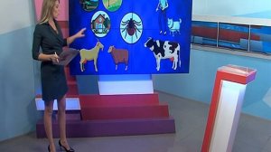 Как защититься от клещей? Весенняя памятка от «Первого Ярославского»