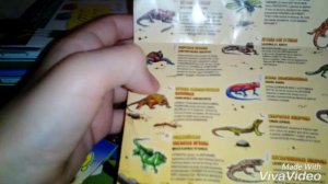 Обзор пустынной игуаны игуаны и ко