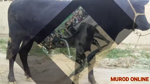 Kosonsoy bozori, NOVVOSLARNI zo'rlari