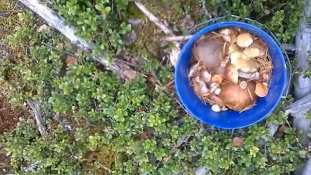 сентябрь 2015 грибочки ленинградская обл смотреть онлайн