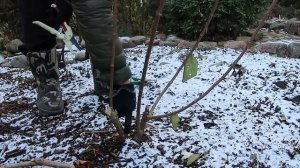 ПЕРЕФОРМИРУЮЩАЯ ОБРЕЗКА МЕТЕЛЬЧАТОЙ ГОРТЕНЗИИ СКАЙФОЛ-2023г