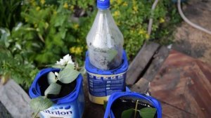 Размножение чубушника (садового жасмина).