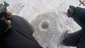 Дикий КЛЕВ Окуня и выход ЩУКИ! Ловля окуня! Зимняя рыбалка на жерлицы, мормышку, балансир!