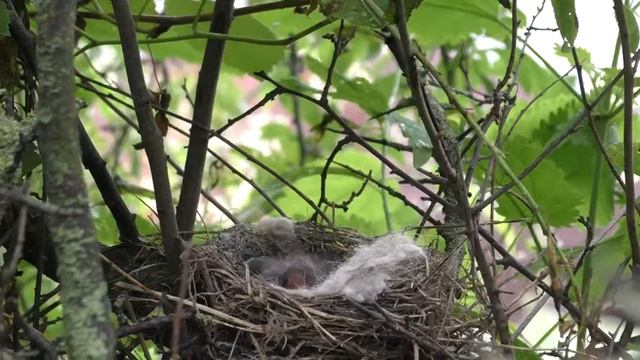 Коноплянка 170619 15 в терне ДС 2017 07 13 Pa770 8