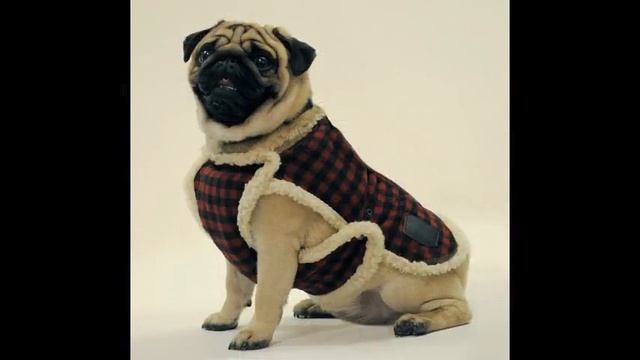 финская одежда для собак hurtta смотреть онлайн