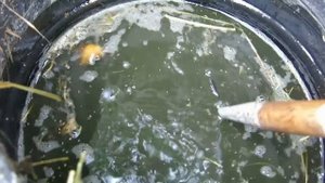 ЭТА ПОДКОРМКА ЗАВАЛИТ ВАС ОГУРЦАМИ .ЛУЧШЕ НАВОЗА-УДОБРЕНИЕ ИЗ ТРАВЫ, С ВКУСНЫМ ЗАПАХОМ