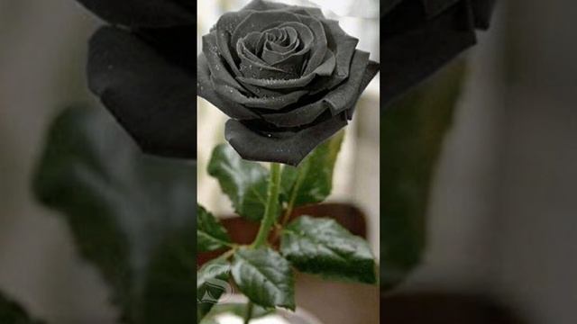 Varieties Of Black Roses| Roses| Aesthetic roses| Flower #shorts #blackrose #trendingshorts