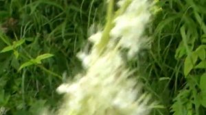 #лекарственные травы#:10 лучших:: таволга( лабазник) -  полезные свойства, места произрастания.