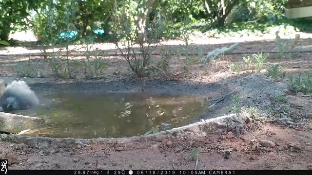 Columba palumbus Вяхирь смотреть онлайн