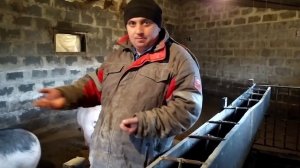 Ка Продать Свиней Живим Весом  Выгодно Чтоб Вас Не Обманули?Важно знать .